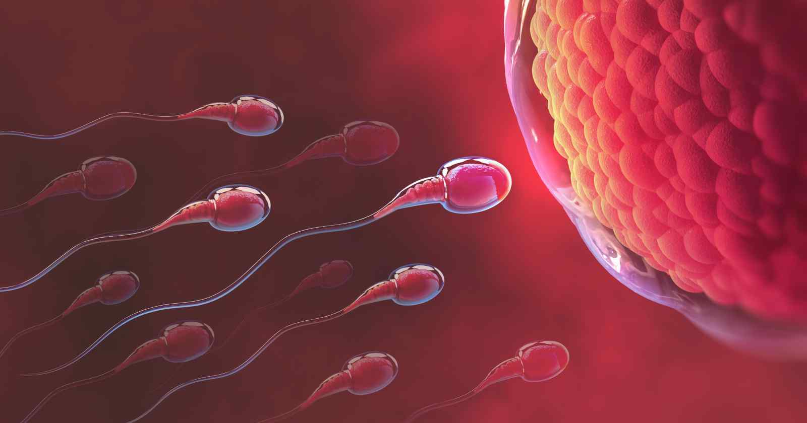 Myter och fakta om fertilitet
