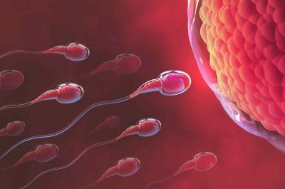 Myter och fakta om fertilitet