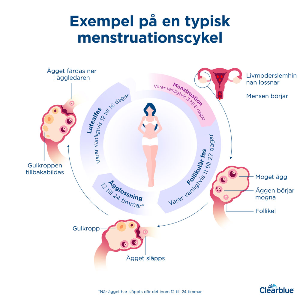 Hur lång är en menstruationscykel? | Clearblue