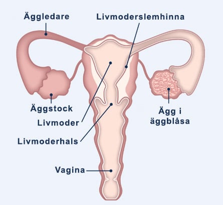hur länge är spermierna kvar i kroppen